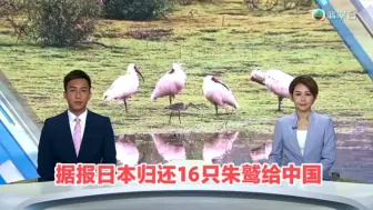 Download Video: 【TVB翡翠台】六点半新闻:据报日本归还16只朱鹫给中国