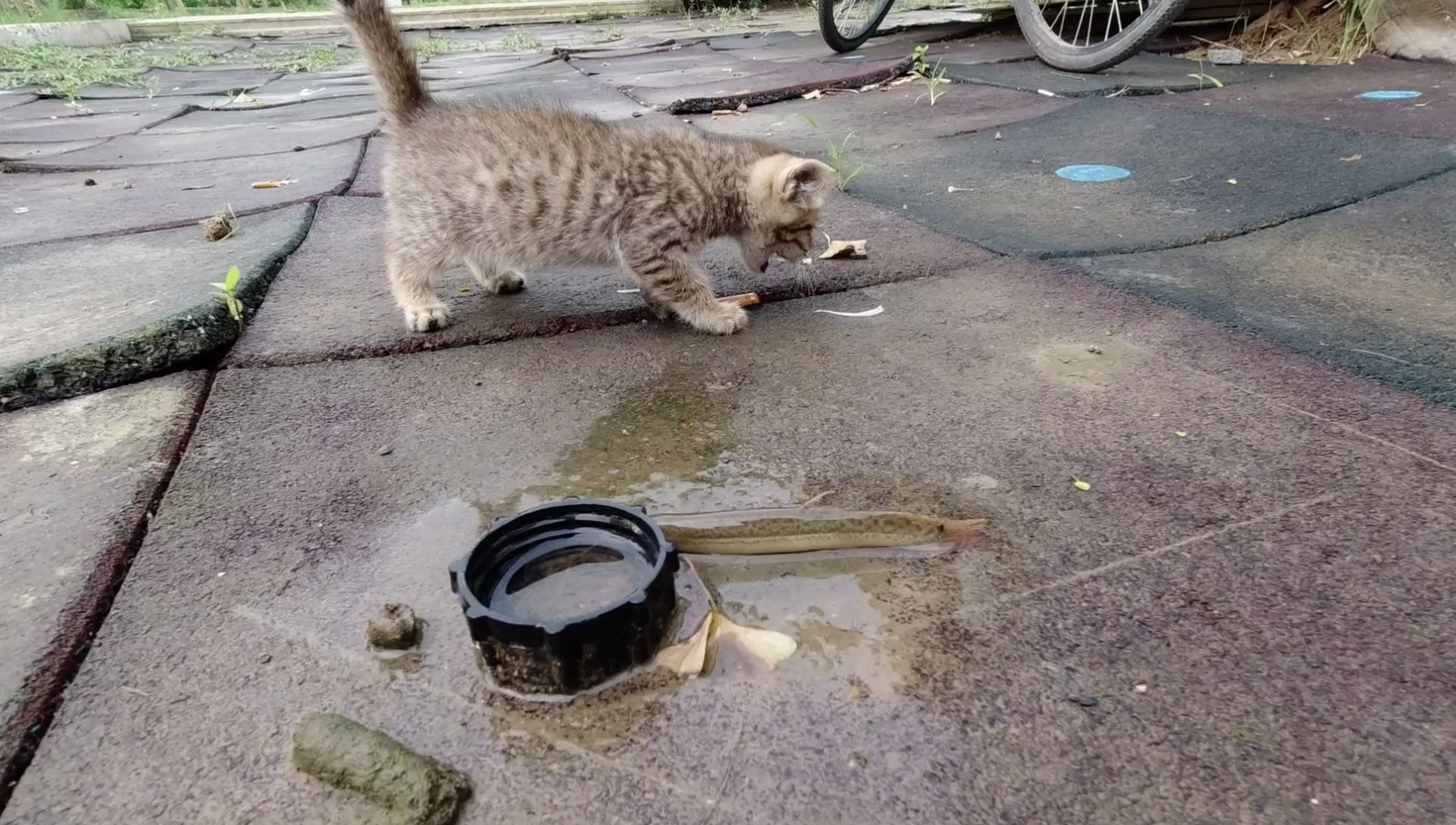 小流浪猫抓泥鳅泥鳅逃得飞快看它怎么制服