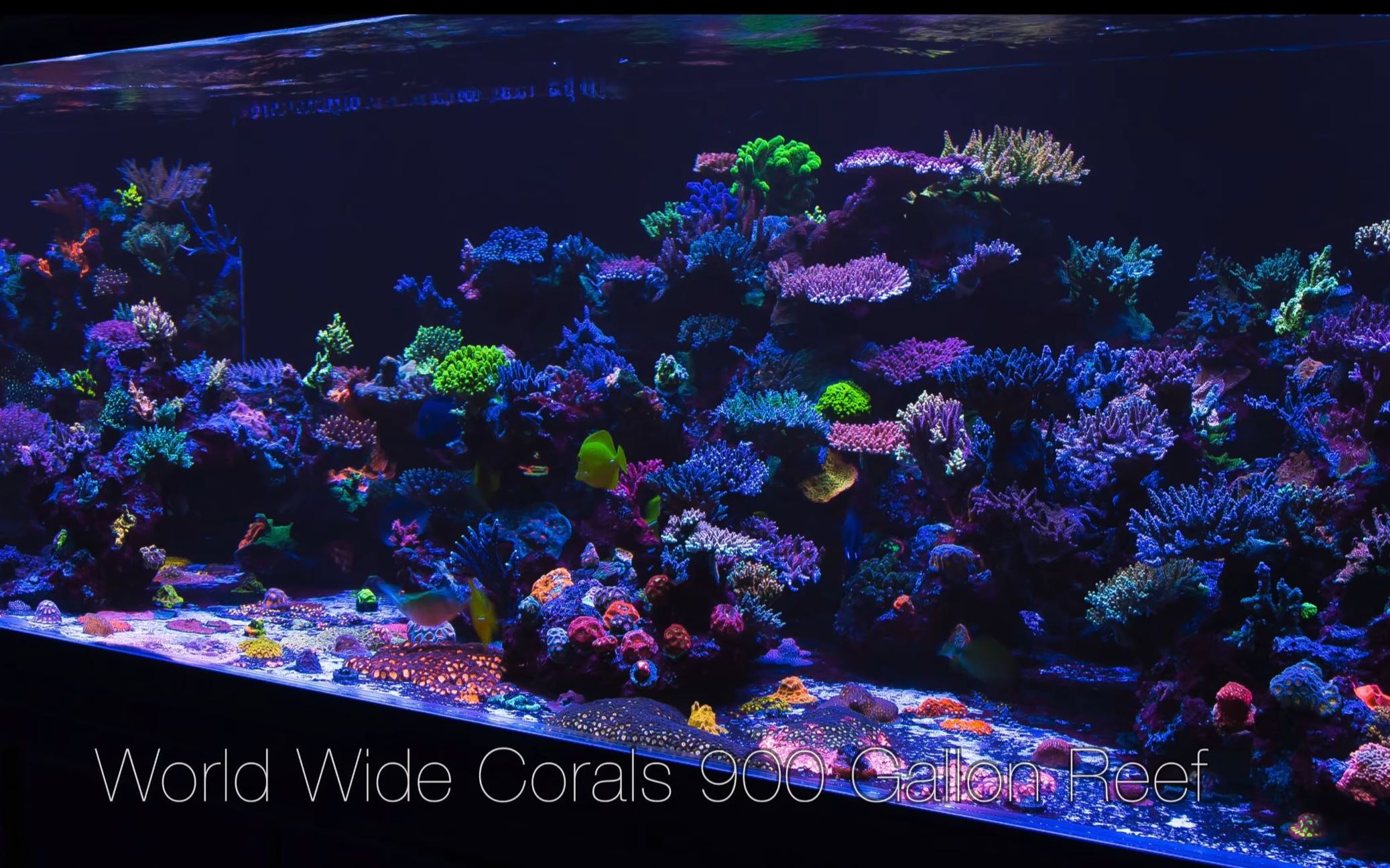 海水缸—Spectacular 900 Gallon Reef of World Wide Corals 4K哔哩哔哩bilibili