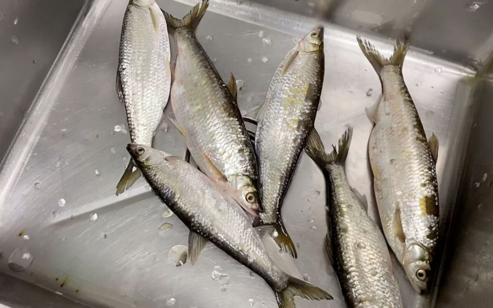 蓝刀鱼这样做鱼生你敢尝试吗鲜甜脆口几个小姐姐吃得津津有味