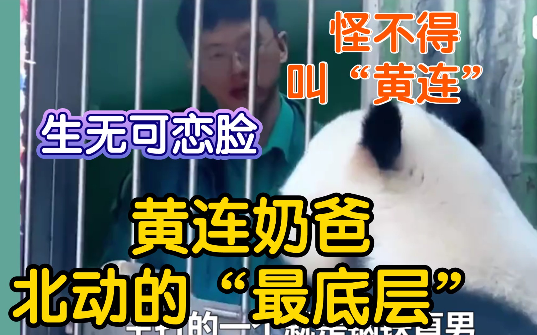 【黄连人如其名】北动最悲催的奶爸黄连,被熊猫集体霸凌,活成了北动的“最底层”奶爸!哔哩哔哩bilibili