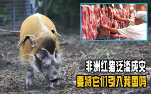 Download Video: 繁殖能力猪中最强，非洲红猪泛滥成灾，要将他们引入我国吗？