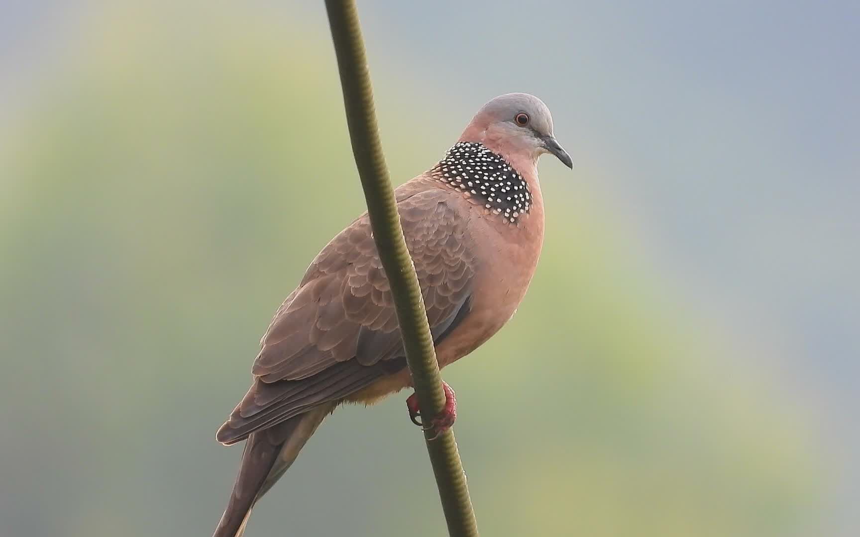 原生態珠頸斑鳩,好聽的珠頸斑鳩叫聲,咕姑咕 咕姑姑