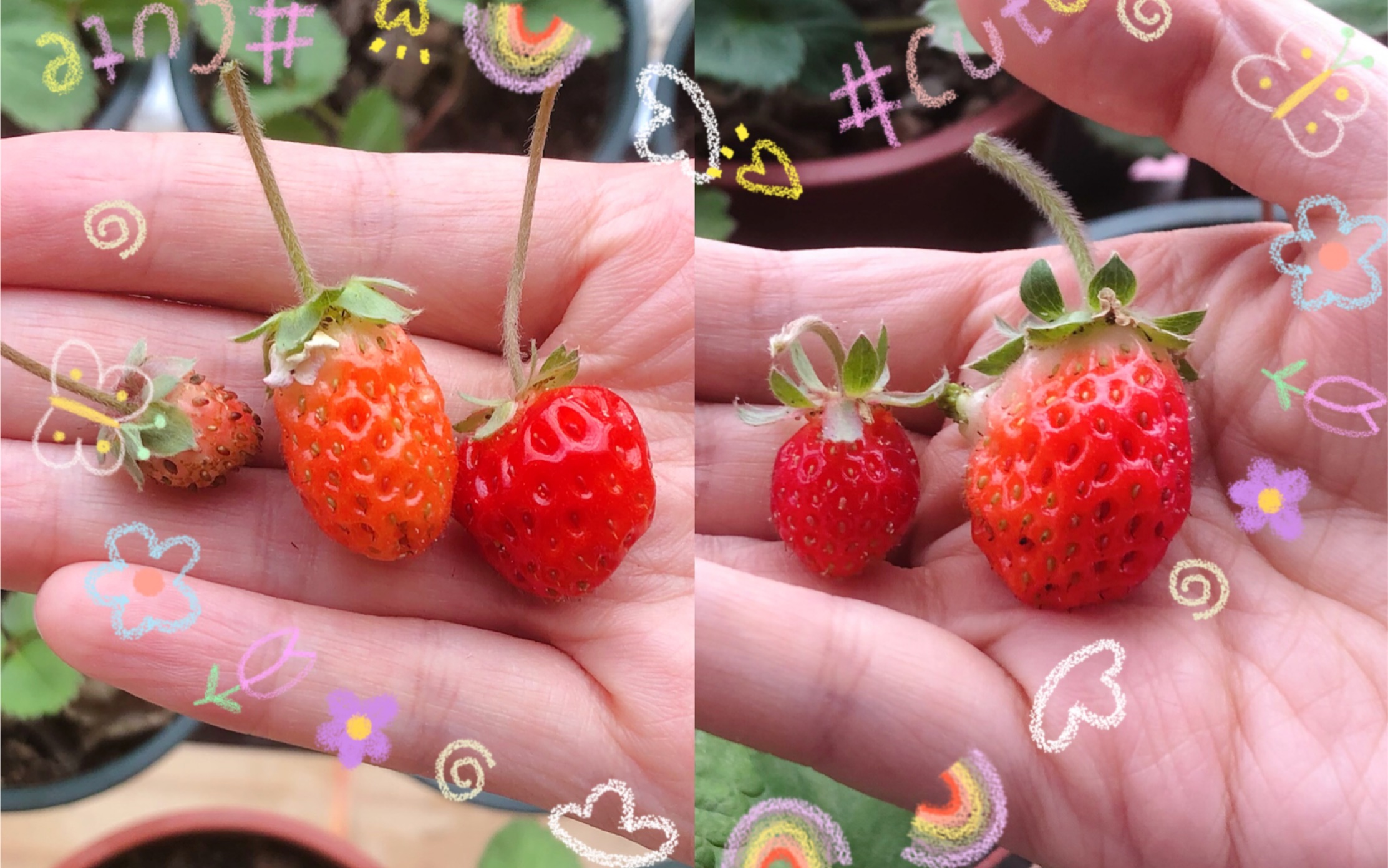 摘草莓日常(三) 越后姬 桃薰 越后姬真是太香了_哔哩哔哩 (゜-゜)つロ