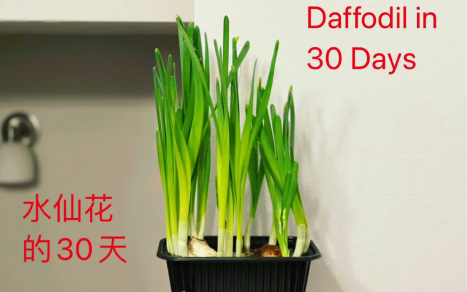 [图]水培水仙花——水仙花的30天