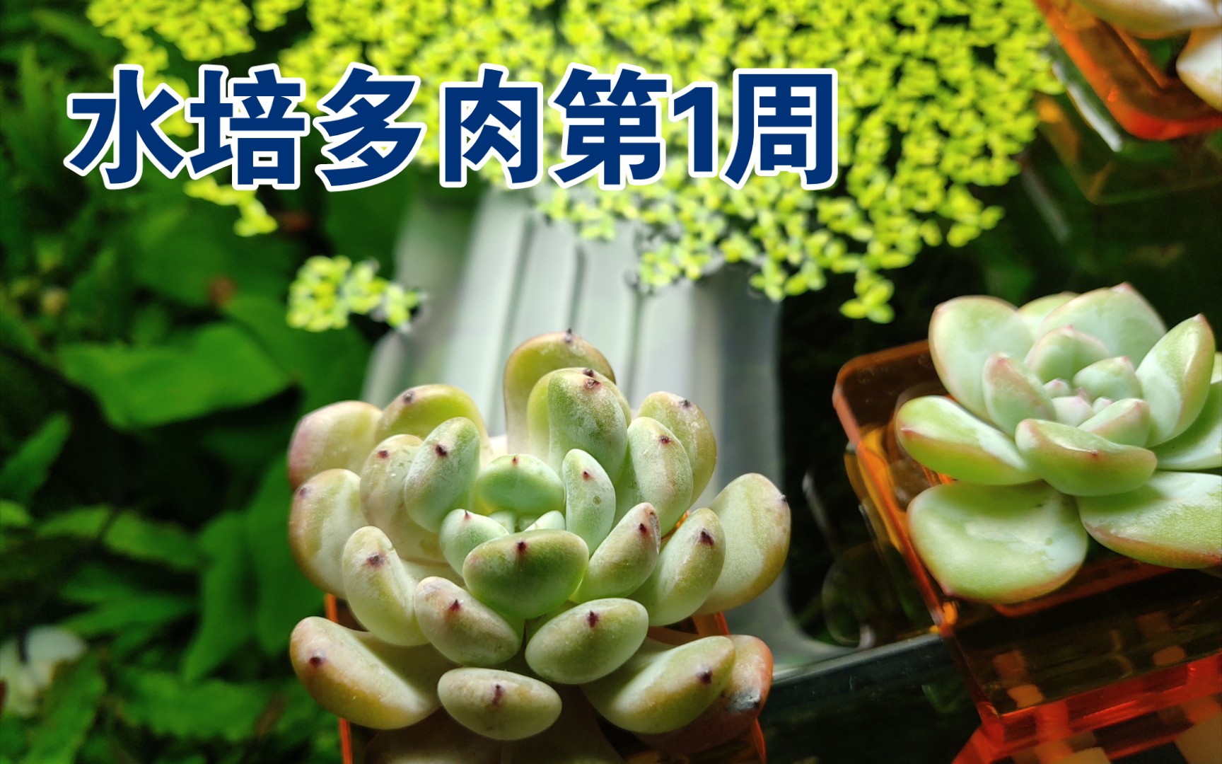 多肉周记轰动也叫奶油泡芙连续化水砍头后重新发根水培变成水诱根雪莲