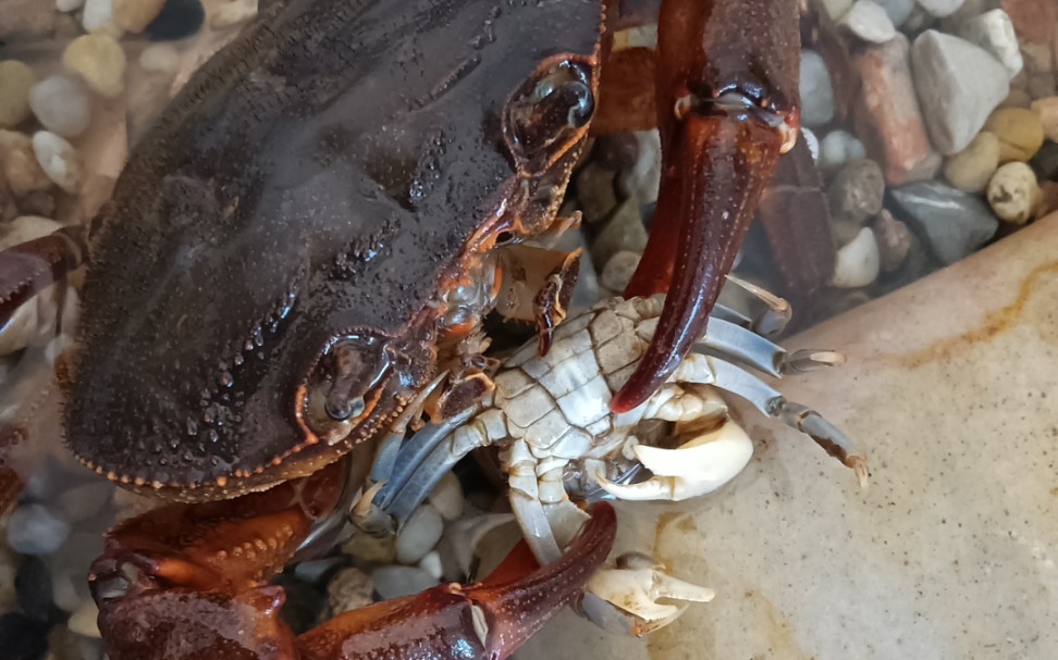 尖叶龙溪蟹捕食天津厚蟹