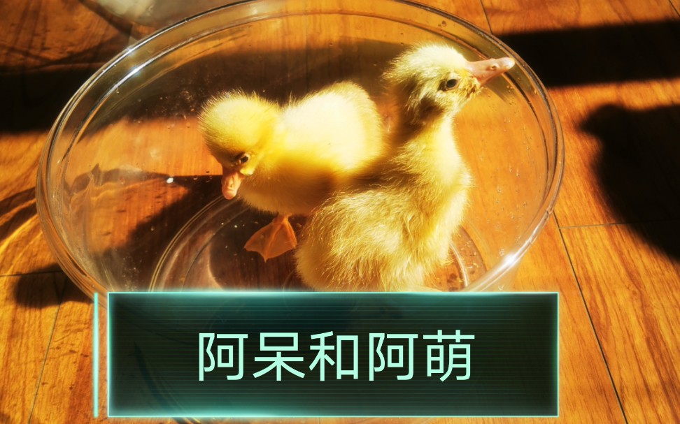 我家小呆鹅  开心的第一天