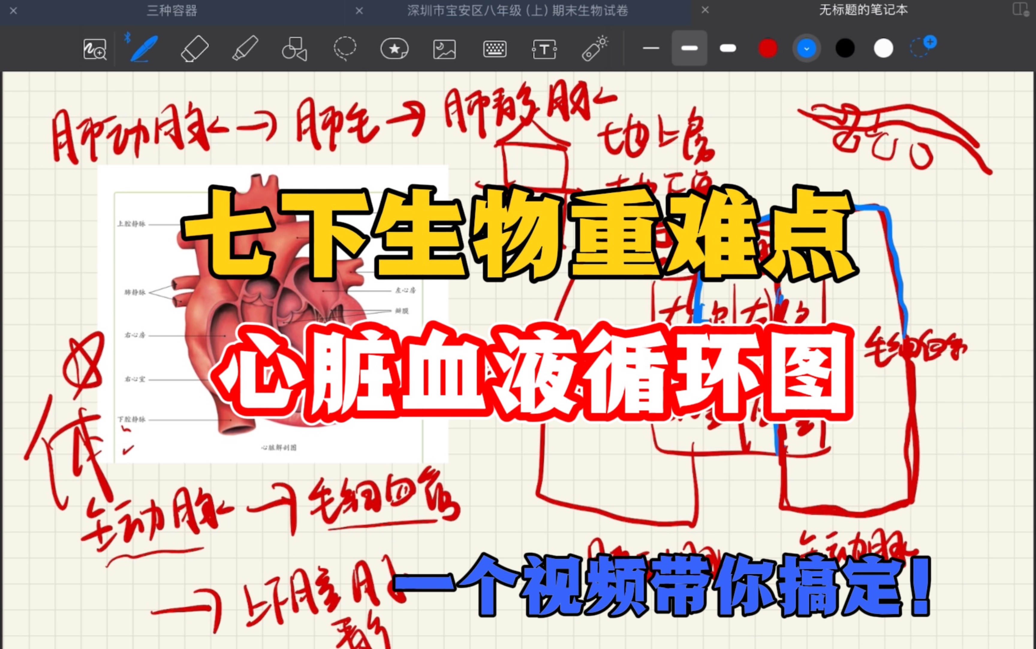 听说你还不会心脏血液循环图?一个视频带你复习!|七下生物复习 心脏 血液循环 初中生物重难点哔哩哔哩bilibili
