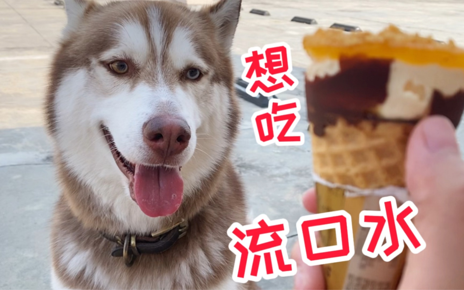哈士奇看主人吃冰淇淋,馋得直流口水