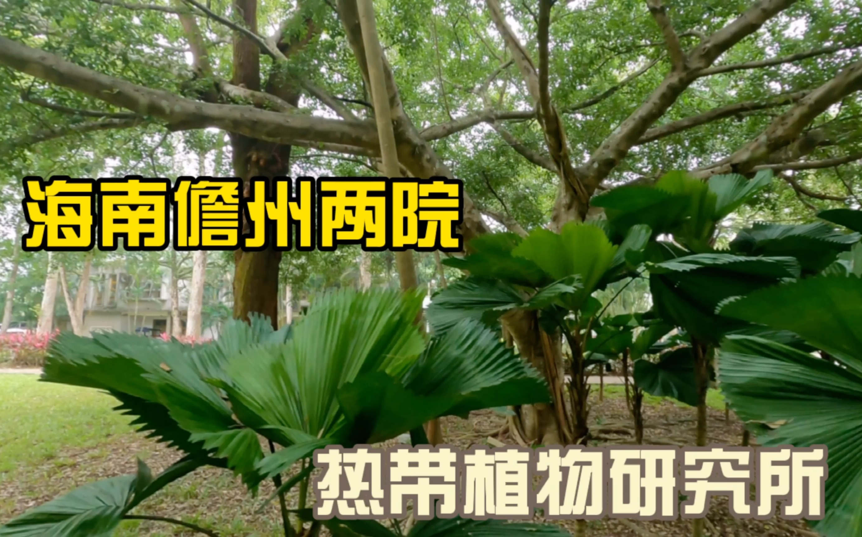 海花岛周边自驾游游,海南儋州两院热带植物研究里面蚊子太多了