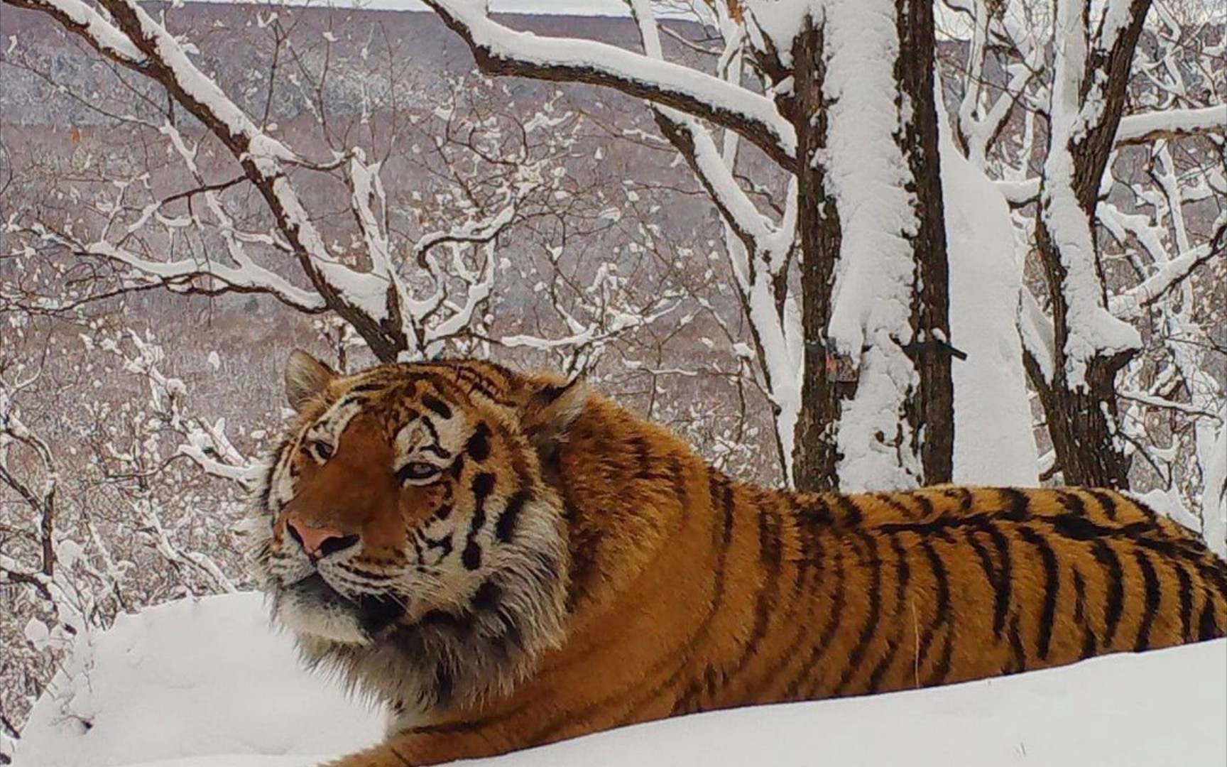 雪地老虎壁纸图片