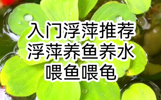 入门浮萍推荐|浮萍养鱼养水|喂鱼喂龟哔哩哔哩bilibili