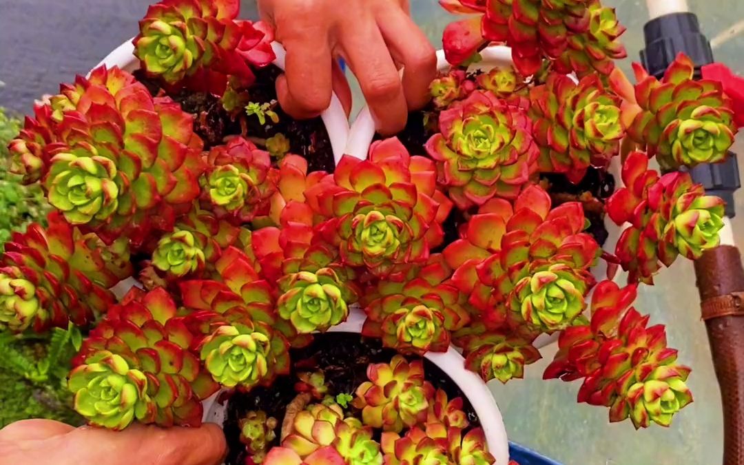 正1在直播中老桩鸡血蒂亚,好看好养#多肉直播#多肉植物##蒂亚