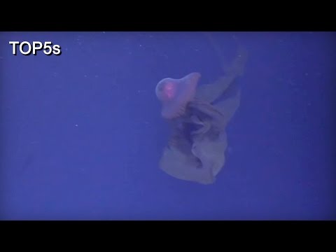 [图]5 Most Fascinating & Interesting Creatures In The Ocean