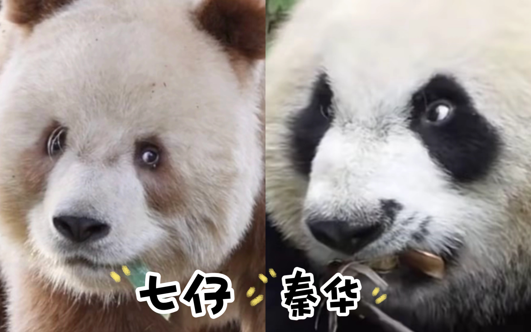 龙生龙凤生凤,七仔的儿子疑心重#大熊猫七仔#秦华