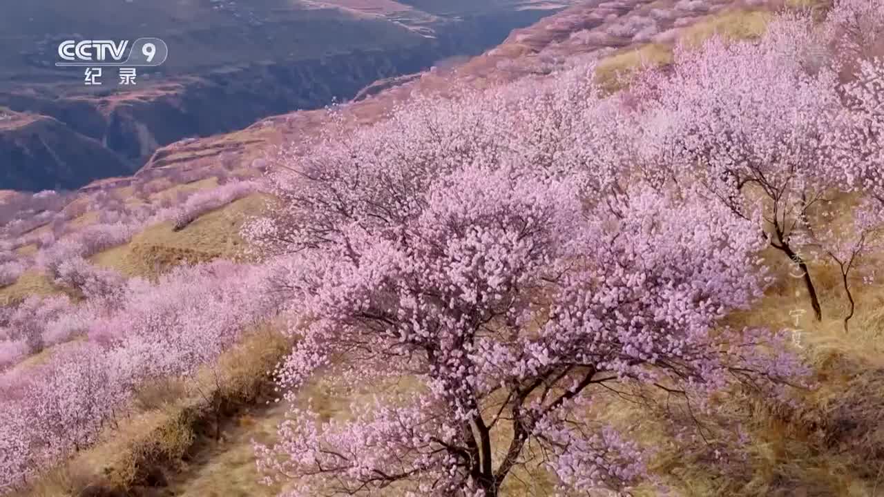 [图]《航拍中国》第三季 第十集：娇嫩桃花绽放于彭阳梯田 成了美丽乡村的一道靓丽风景线_ CCTV纪录