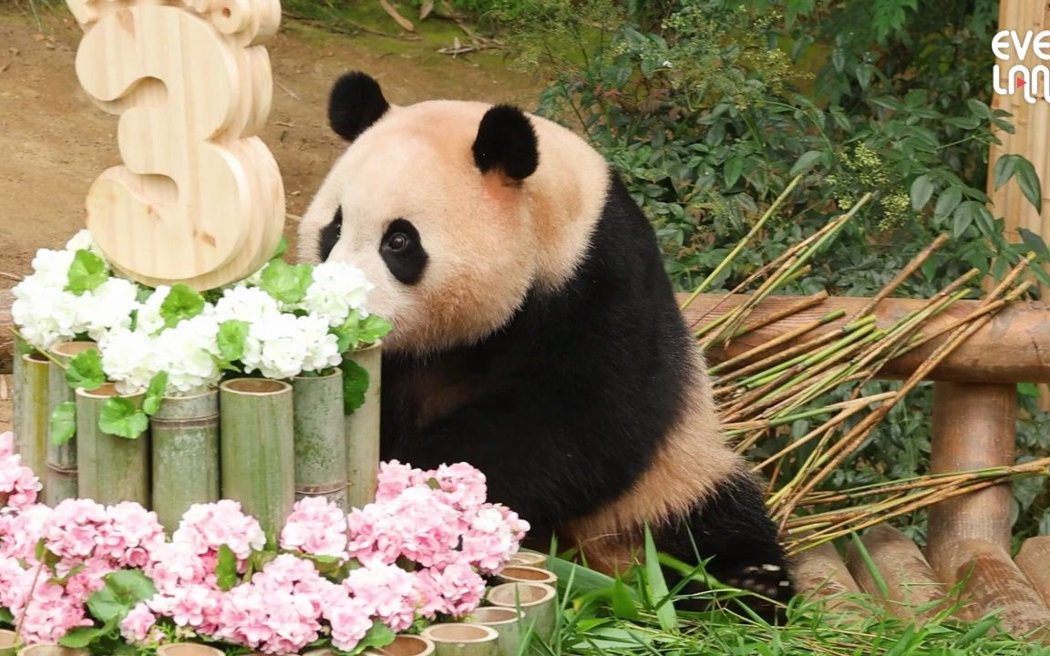 旅居韩国的熊猫福宝在收到蛋糕后兴奋不已