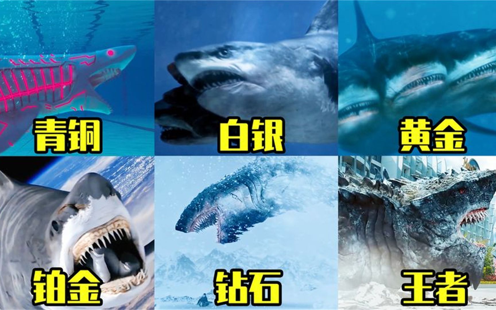 五头鲨鱼的照片图片