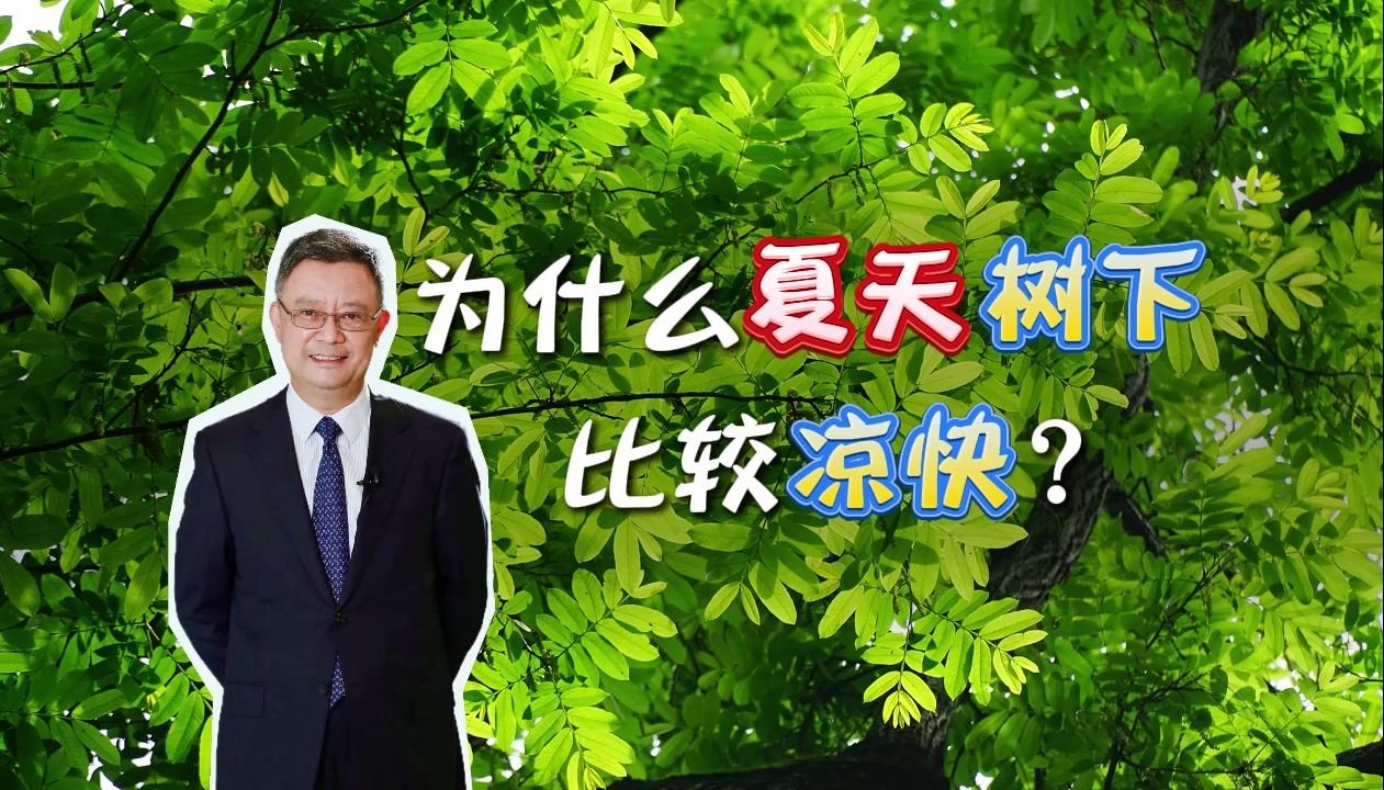 炎炎夏日,人们通常喜欢在树下乘凉.为什么树下会感觉比较凉快?哔哩哔哩bilibili