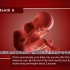 从小小的受精卵到足月的胎儿，这10个月它在子宫里经历了什么？