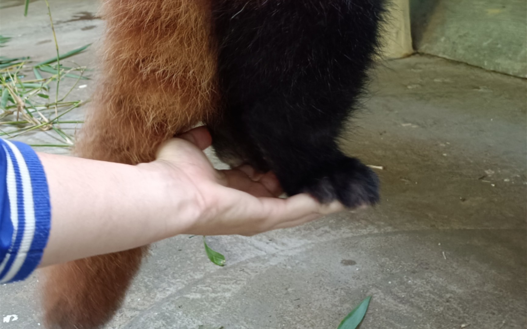 [图]哇~小熊猫你好可爱呀!不过下面那个你干嘛