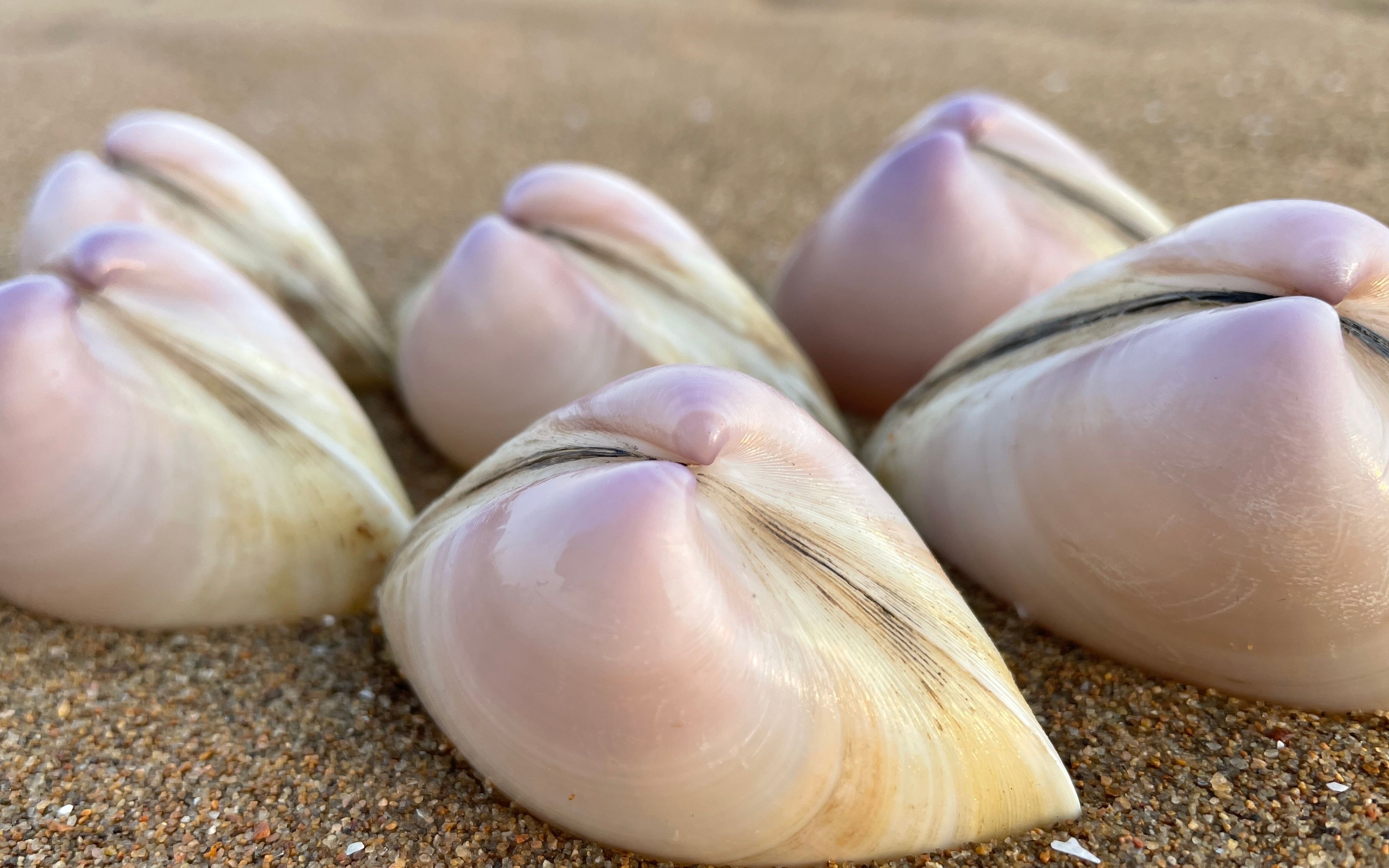 大海退潮后,大齐赶海发现一群西施贝正在钻沙,还有迷你小海星