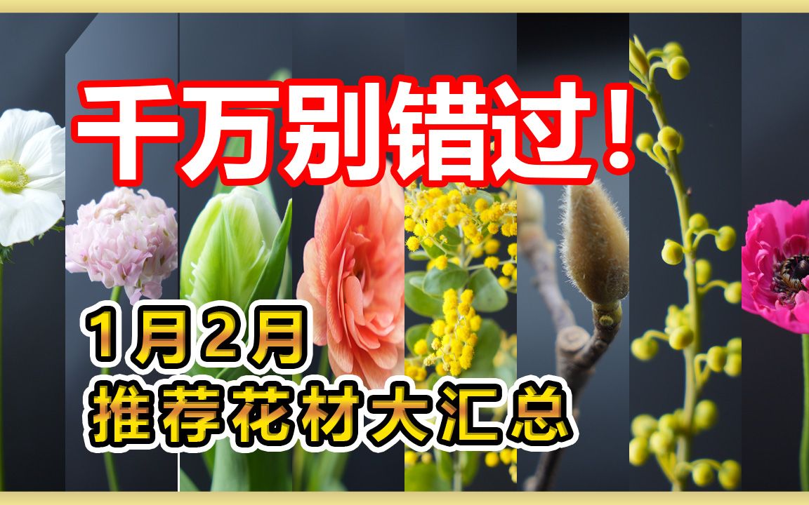 【冬季花材最新消息】千万别错过!1月和2月的推荐花材大汇总!哔哩哔哩bilibili