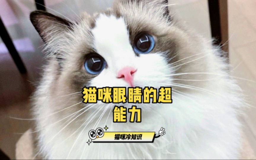 猫咪冷知识:猫咪眼里的世界是什么样的?哔哩哔哩bilibili