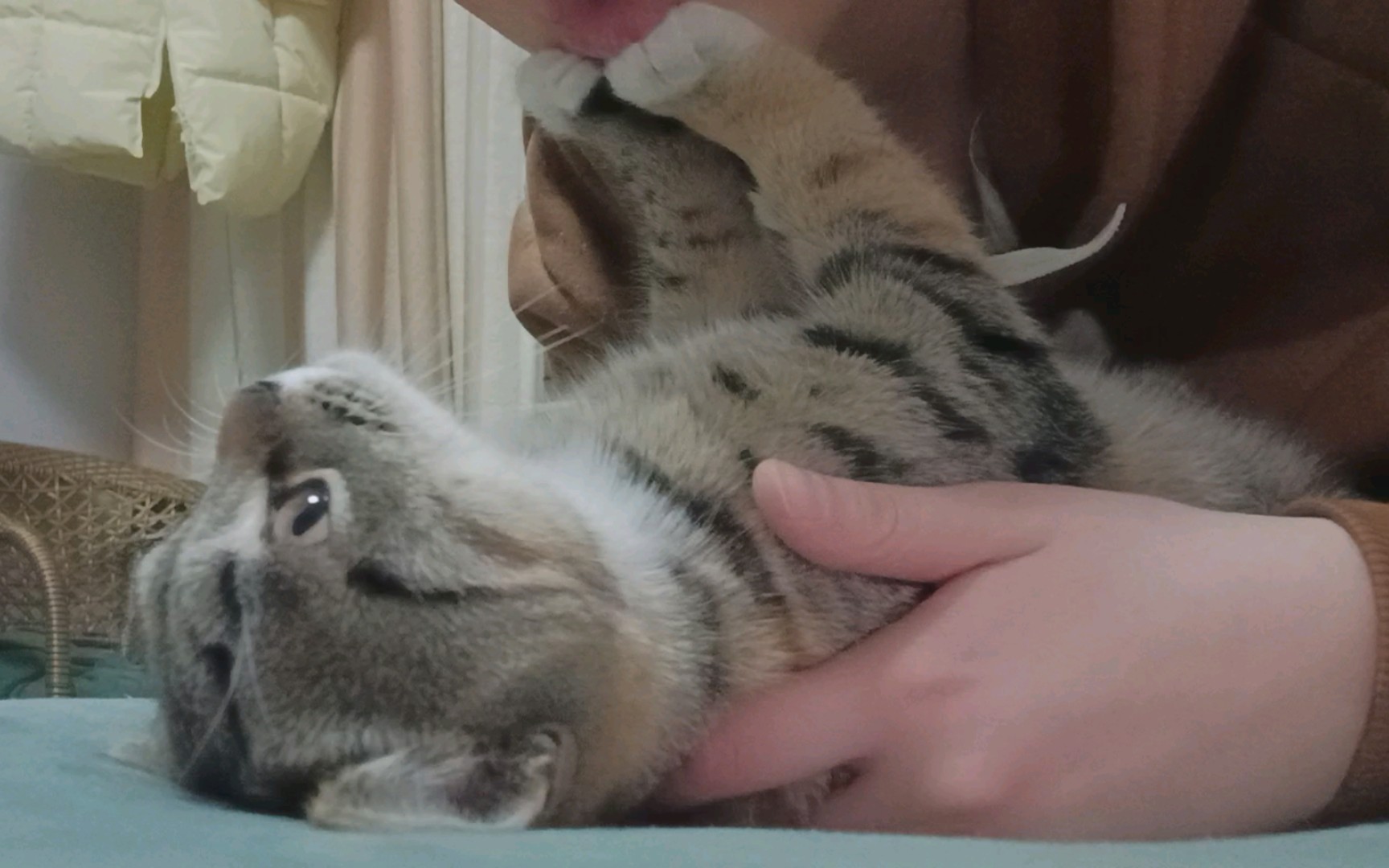 没有小猫咪能拒绝妈妈的亲亲