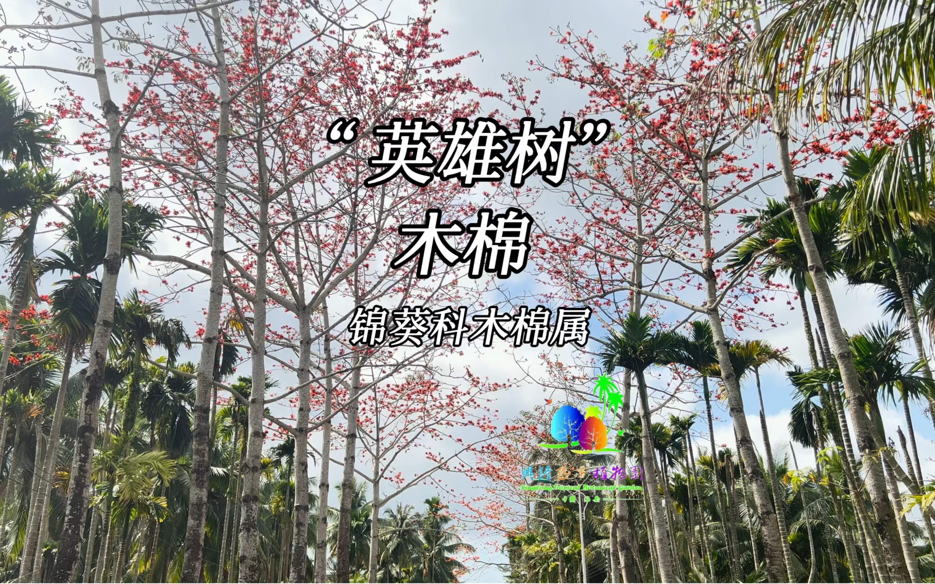 粤江二月三月天,千树万树朱花开.哔哩哔哩bilibili