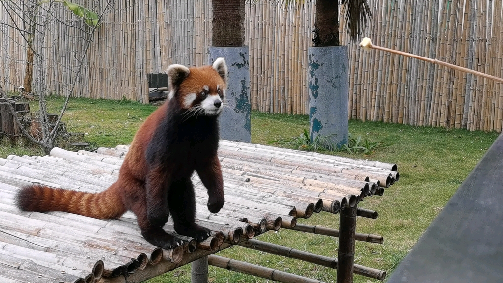 暑假动物园之小浣熊