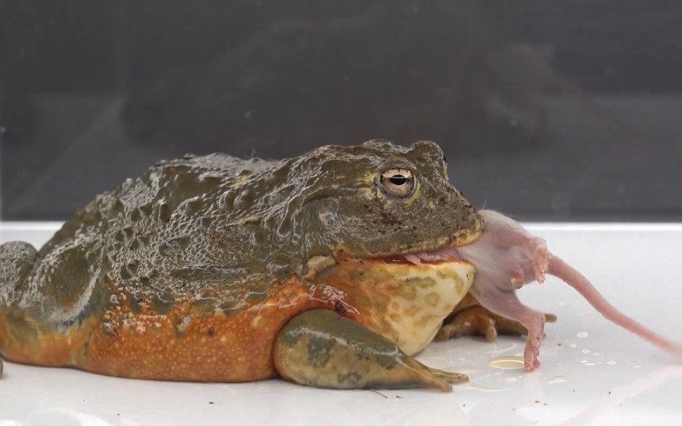 牛蛙狂吞一只老鼠!