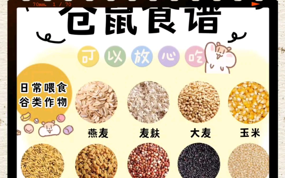 【互关互粉互赞必回】仓鼠食谱:能吃与不能吃的日常食物