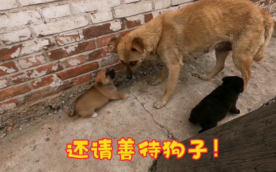 [图]一对丧家之犬和它们的两个娃