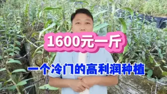 Descargar video: 推荐一个“冷门”种植，20平房间3个月收入5万，南北方都可种植