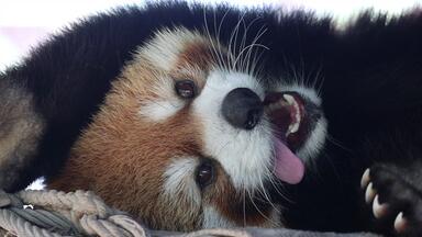 四川成都·都江堰【小熊猫森林公园】2025.10.21直播录屏下午