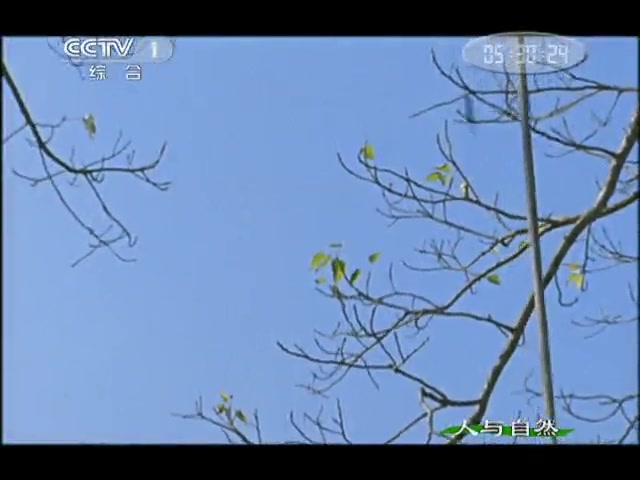 《人与自然》 20110528 人物亲历——大蜜蜂家族(上)《大蜜蜂家族》(纪录片)视频央视网哔哩哔哩bilibili