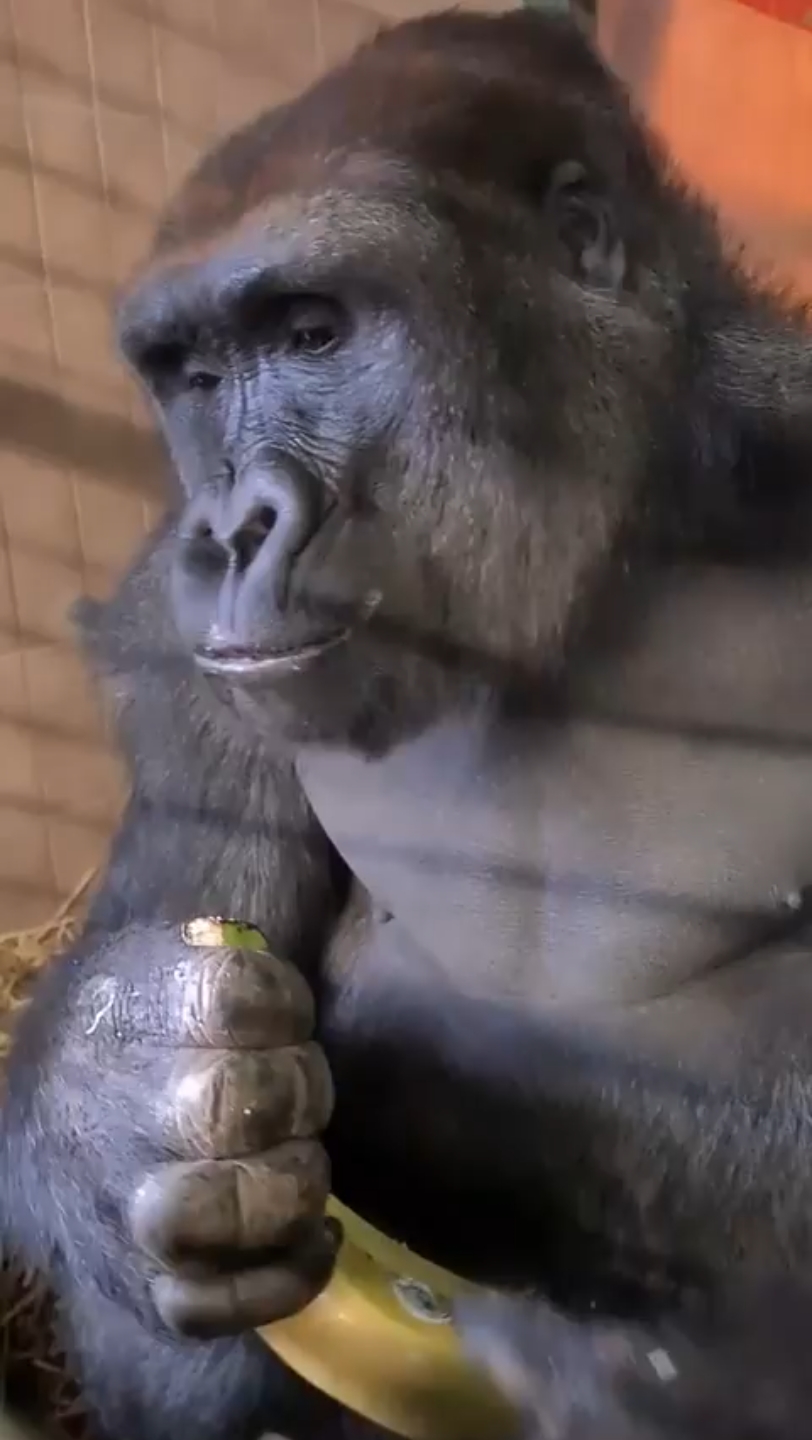 猩猩吃香蕉侧面图片