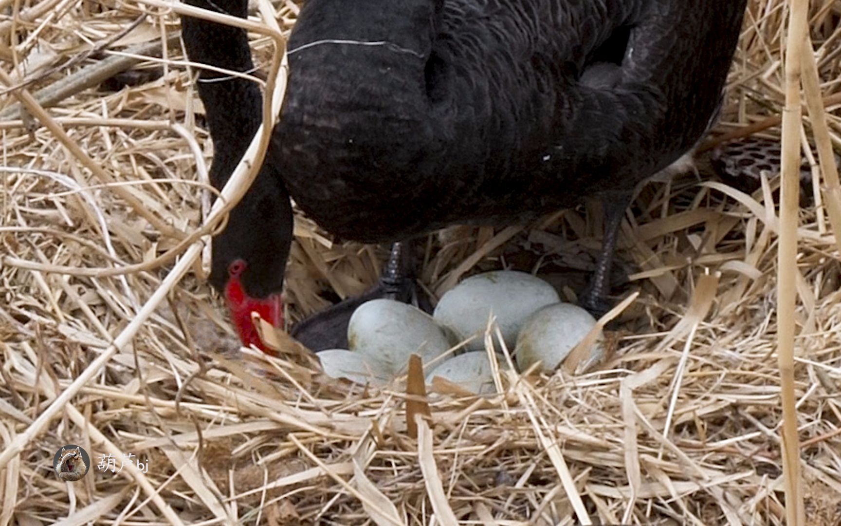 黑天鹅产下的7个蛋宝宝,两个丢失