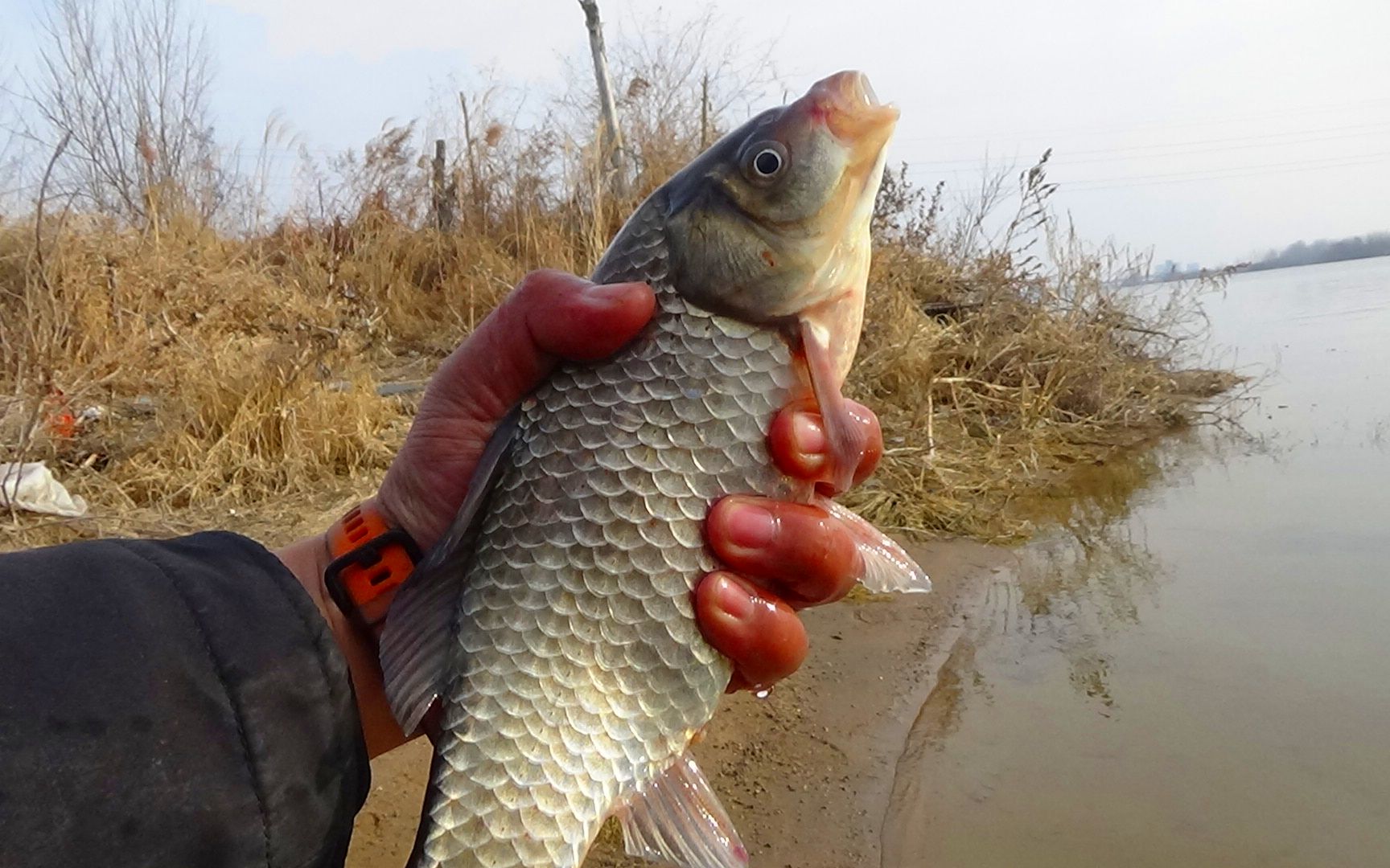 野钓:冬天鱼进深水,用新装备下河钓鱼,大板鲫是真大