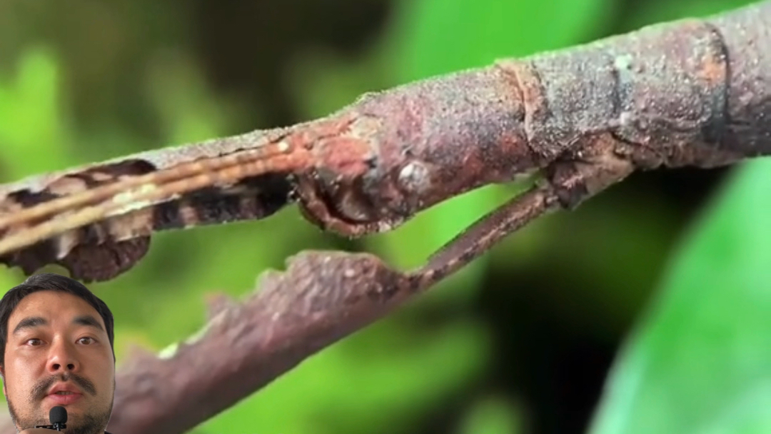 今天推荐的是拟态中的王者 竹节虫 希望你会喜欢 感叹大自然的鬼斧神