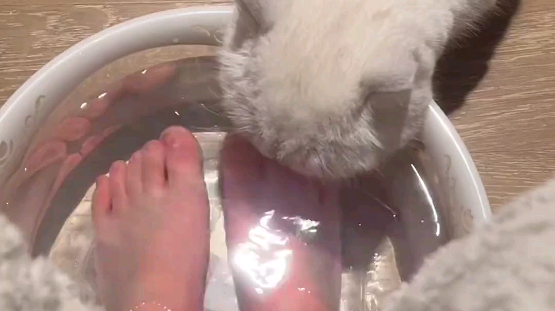 臭猫和我喝我洗脚水