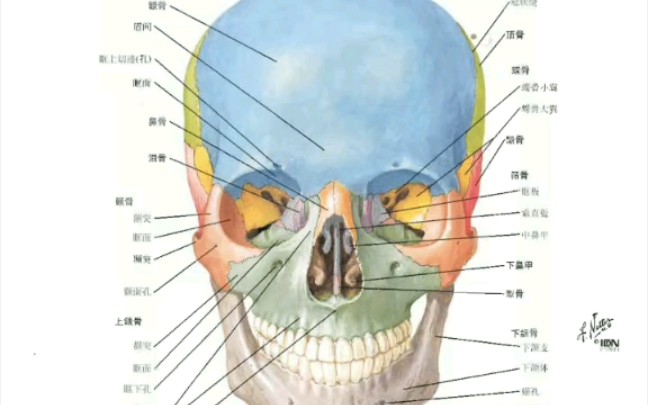 [图]奈特人体解剖学图谱，喜欢生物的人可以看一下（以后会陆续更新）