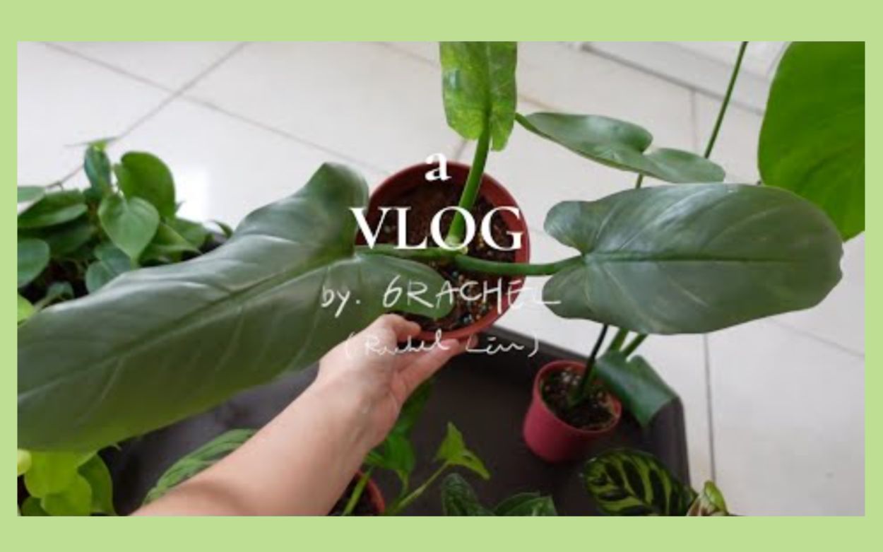 [图]【搬運】6Rachel 芮秋｜Vlog.21 秋記1：我回來了！入坑植物後&近況更新vlog｜20210902