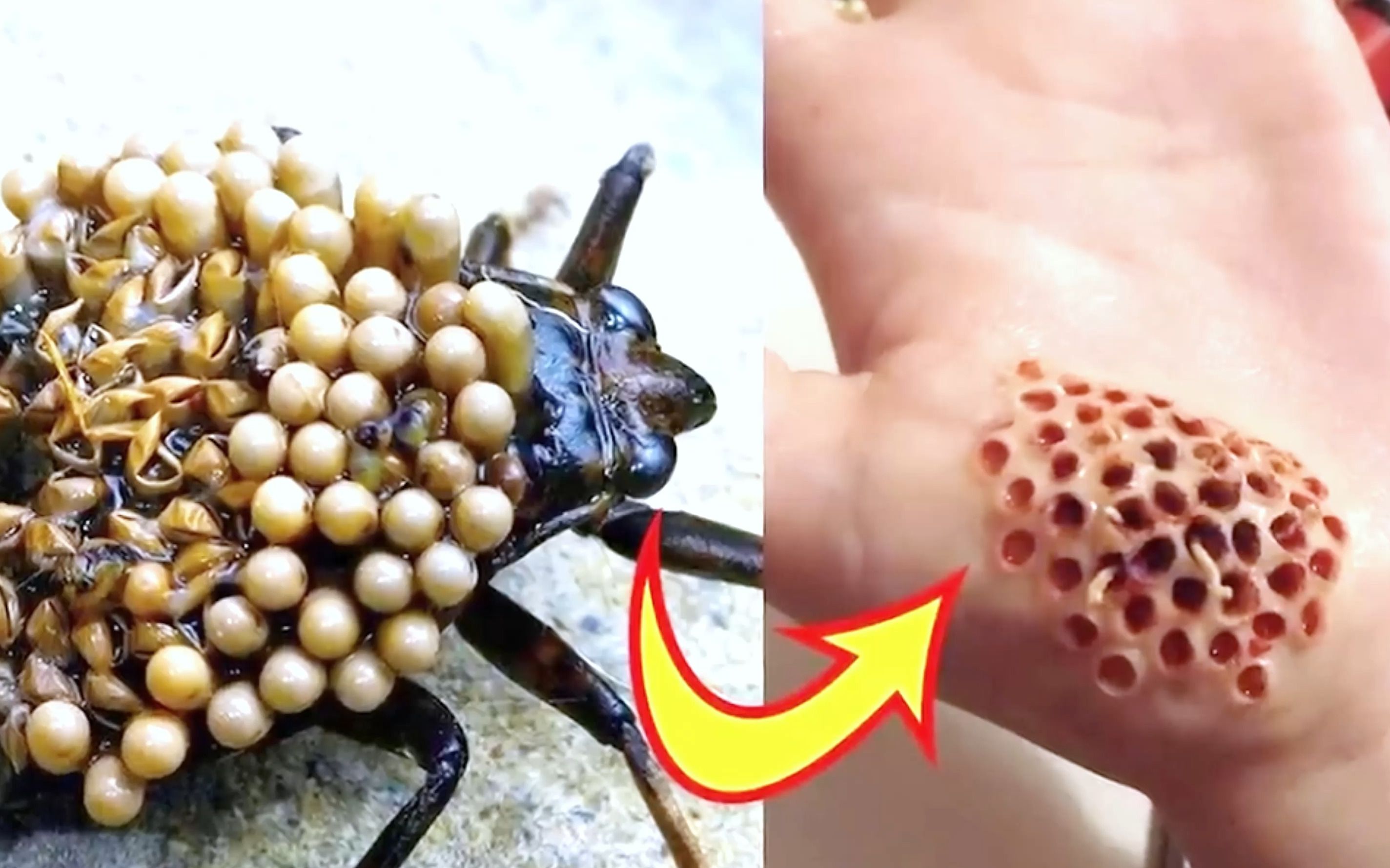 世界上最危险的10种虫子