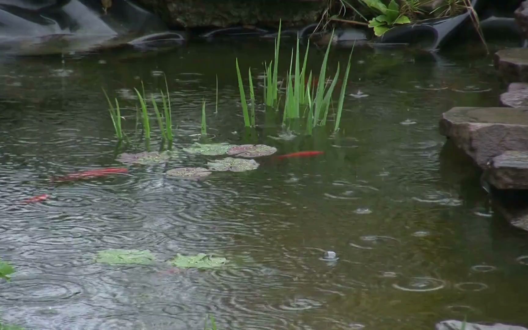 [图]8小时真实柔软雨声 🌧️ 超级柔软的池塘下雨声 非常适合睡觉的柔软雨声 大自然的助眠摇篮曲 【助眠】【减压】【放松】【背景音】【学习】【工作】