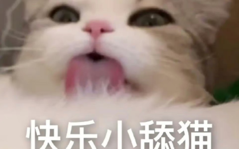 修猫啊修猫不用上课写论文的快乐修猫哔哩哔哩bilibili