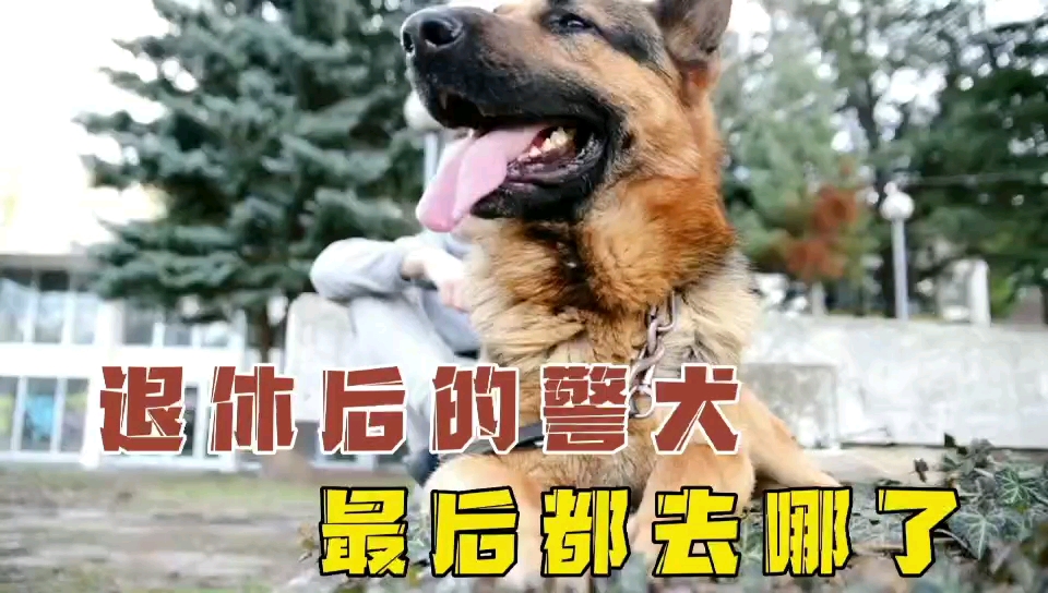 [图]你知道退休后的警犬，最终都去哪了？