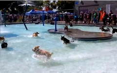 [图]狗狗泳池派对 | Pooch Pool Party